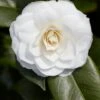 Camelia (Camellia Japonica 'Purity') 1 Camelia (Camellia Japonica 'Purity') -Directplant Winkel rera03507