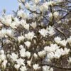 Beverboom (Magnolia Kobus) 2 Beverboom (Magnolia Kobus) -Directplant Winkel rera03974
