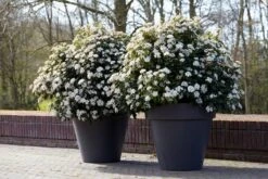 Groenblijvende Sneeuwbal (Viburnum Tinus 'Eve Price') 17 Groenblijvende Sneeuwbal (Viburnum Tinus 'Eve Price') -Directplant Winkel rera04753 1