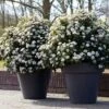 Sneeuwbal Als Bolvorm (Viburnum Tinus 'Eve Price') -Directplant Winkel rera04753 1 2