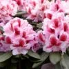 Rhododendron (Rhododendron 'Belami') -Directplant Winkel rera05113