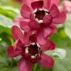 Specerijstruik (Calycanthus 'Aphrodite') -Directplant Winkel rera05242