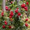Roos (Rosa 'Florentina') -Directplant Winkel rera05259 1