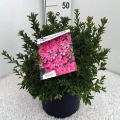 Japanse Azalea (Rhododendron 'Madame Van Hecke') -Directplant Winkel rh. aj mme van hecke c10