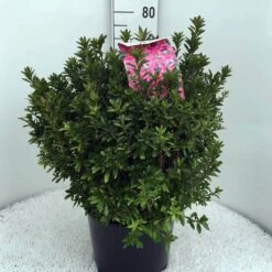 Japanse Azalea (Rhododendron 'Madame Van Hecke') -Directplant Winkel rh. aj mme van hecke c15 2