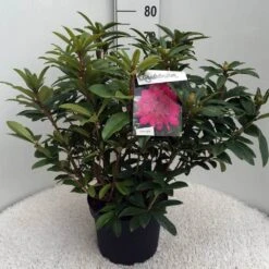 Rhododendron (Rhododendron 'Anah Kruschke') -Directplant Winkel rh. anah kruschke c10 50 cm 1