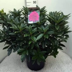 Rhododendron (Rhododendron 'Anah Kruschke') -Directplant Winkel rh. anah kruschke c20