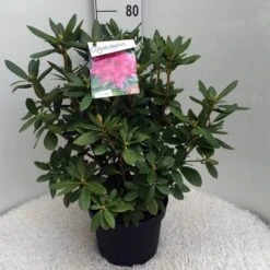 Rhododendron (Rhododendron 'Cosmopolitan') -Directplant Winkel rh. cosmopolitan c10 50 cm 1