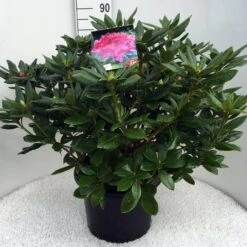 Rhododendron (Rhododendron 'Cosmopolitan') -Directplant Winkel rh. cosmopolitan c20 1