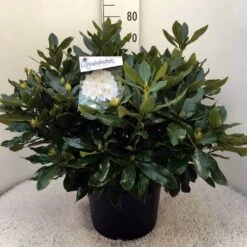 Rhododendron (Rhododendron 'Cunningham White') -Directplant Winkel rh. cunn white c20