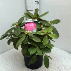 Rhododendron (Rhododendron 'Germania') -Directplant Winkel rh. germania c10 50 cm