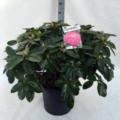 Rhododendron (Rhododendron 'Germania') -Directplant Winkel rh. germania c30