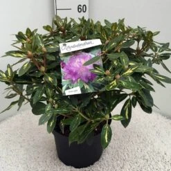 Rhododendron (Rhododendron 'Goldflimmer') -Directplant Winkel rh. goldflimmer c10 50 cm