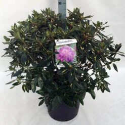 Rhododendron (Rhododendron 'Goldflimmer') -Directplant Winkel rh. goldflimmer c30 3