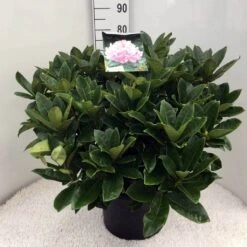 Rhododendron (Rhododendron 'Gomer Waterer') -Directplant Winkel rh. gomer waterer c20 1