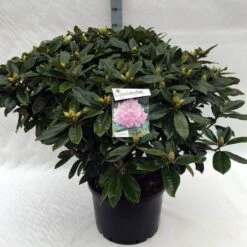 Rhododendron (Rhododendron 'Gomer Waterer') -Directplant Winkel rh. gomer waterer c40 1