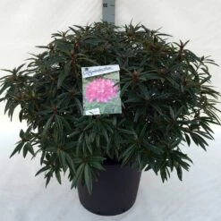 Rhododendron (Rhododendron 'Graziella') 19 Rhododendron (Rhododendron 'Graziella') -Directplant Winkel rh. graziella c30 1