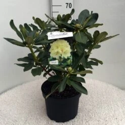 Rhododendron (Rhododendron 'Horizon Monarch') -Directplant Winkel rh. horizon monarch c10 50 cm 2