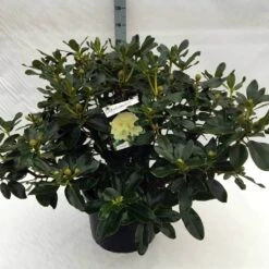 Rhododendron (Rhododendron 'Horizon Monarch') -Directplant Winkel rh. horizon monarch c40 2