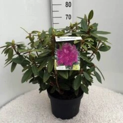 Rhododendron (Rhododendron 'Kokardia') -Directplant Winkel rh. kokardia c10 50 cm 1