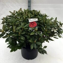 Rhododendron (Rhododendron 'Lord Roberts') -Directplant Winkel rh. lord roberts c40 2