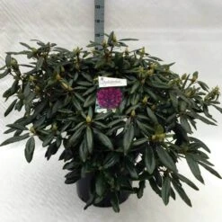 Rhododendron (Rhododendron 'Marcel Menard') 41 Rhododendron (Rhododendron 'Marcel Menard') -Directplant Winkel rh. marcel menard c40 2