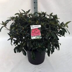 Rhododendron (Rhododendron 'Marie Forte') -Directplant Winkel rh. marie forte c30 3