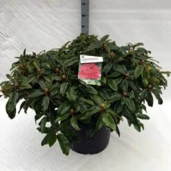 Rhododendron (Rhododendron 'Marie Forte') -Directplant Winkel rh. marie forte c40 1