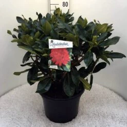 Rhododendron (Rhododendron 'Markeeta's Prize') -Directplant Winkel rh. markeeta s prize c20 1