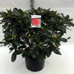 Rhododendron (Rhododendron 'Markeeta's Prize') -Directplant Winkel rh. markeeta s prize c40 1
