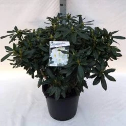 Rhododendron (Rhododendron 'Madame Masson') -Directplant Winkel rh. mme masson c30