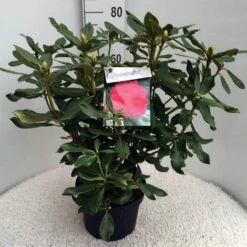 Rhododendron (Rhododendron 'Nova Zembla') -Directplant Winkel rh. nova zembla c10 50 cm 2