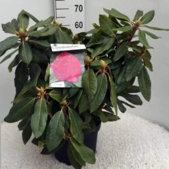 Rhododendron (Rhododendron 'American Beauty') 17 Rhododendron (Rhododendron 'American Beauty') -Directplant Winkel rh. p. a. beauty c10 50 cm 2