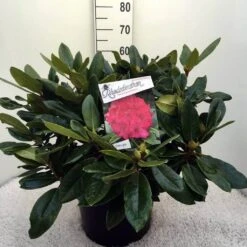 Rhododendron (Rhododendron 'American Beauty') -Directplant Winkel rh. p.a. beauty c20 3