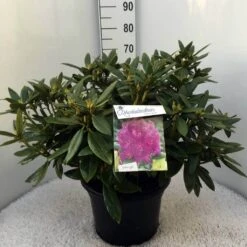 Rhododendron (Rhododendron 'Polarnacht') -Directplant Winkel rh. polarnacht c20 1