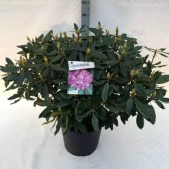 Bosrhododendron (Rhododendron Ponticum 'Roseum') 15 Bosrhododendron (Rhododendron Ponticum 'Roseum') -Directplant Winkel rh. pont. roseum c30