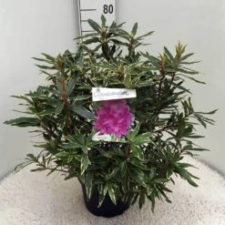 Bosrhododendron (Rhododendron Ponticum 'Variegatum') -Directplant Winkel rh. pont. variegatum c10 50 cm 1