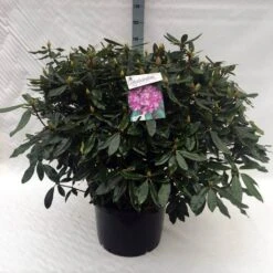 Bosrhododendron (Rhododendron Ponticum 'Roseum') -Directplant Winkel rh. ponticum roseum c40 2