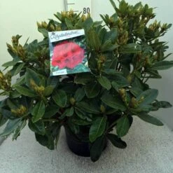 Rhododendron (Rhododendron 'Red Jack') -Directplant Winkel rh. red jack c20