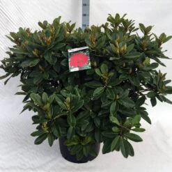 Rhododendron (Rhododendron 'Red Jack') -Directplant Winkel rh. red jack c40 1