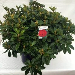 Rhododendron (Rhododendron 'Red Jack') -Directplant Winkel rh. red jack c80 1