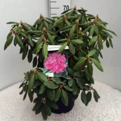 Rhododendron (Rhododendron 'Roseum Elegans') -Directplant Winkel rh. roseum elegans c10 50 cm 2