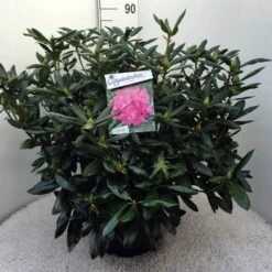 Rhododendron (Rhododendron 'Roseum Elegans') -Directplant Winkel rh. roseum elegans c20 3