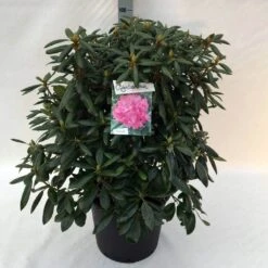 Rhododendron (Rhododendron 'Roseum Elegans') -Directplant Winkel rh. roseum elegans c30 2