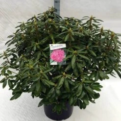 Rhododendron (Rhododendron 'Roseum Elegans') -Directplant Winkel rh. roseum elegans c40 3