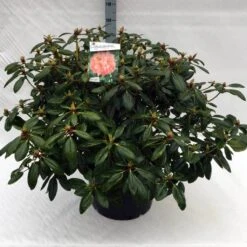Rhododendron (Rhododendron 'Virginia Richards') -Directplant Winkel rh. virginia richards c40