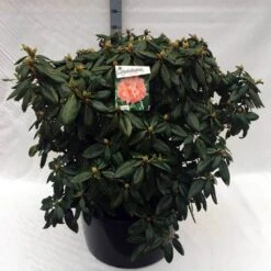Rhododendron (Rhododendron 'Virginia Richards') -Directplant Winkel rh. virginia richards c80