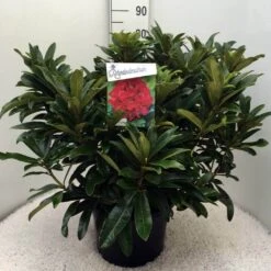 Rhododendron (Rhododendron 'Wilgen's Ruby') -Directplant Winkel rh. wilgens ruby c20 1