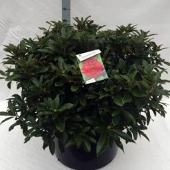 Rhododendron (Rhododendron 'Wilgen's Ruby') -Directplant Winkel rh. wilgens ruby c80 2