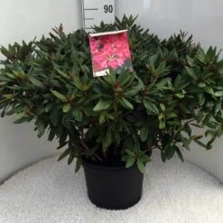 Rhododendron (Rhododendron 'Winsome') -Directplant Winkel rh. winsome c20 2